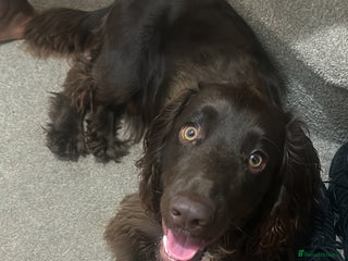 Cocker Spaniel dogs for sale: Beautiful cocker spaniel needs a new home - Advert 1