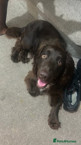 Cocker Spaniel dogs Beautiful cocker spaniel needs a new home - Advert 1