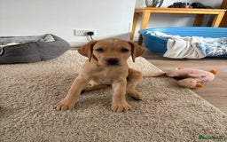 Labrador Retriever dogs for sale: Last KC registered girl - Image 2