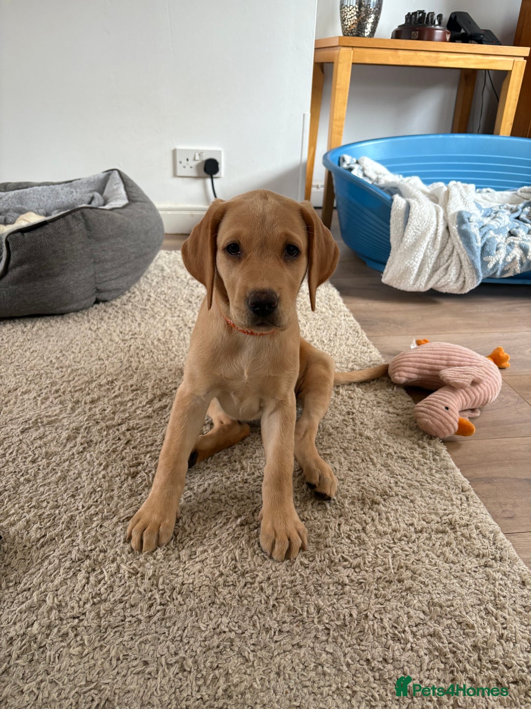 Labrador Retriever dogs for sale: Last KC registered girl - Image 2