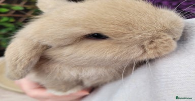 Mini Lop rabbits - Advert 1