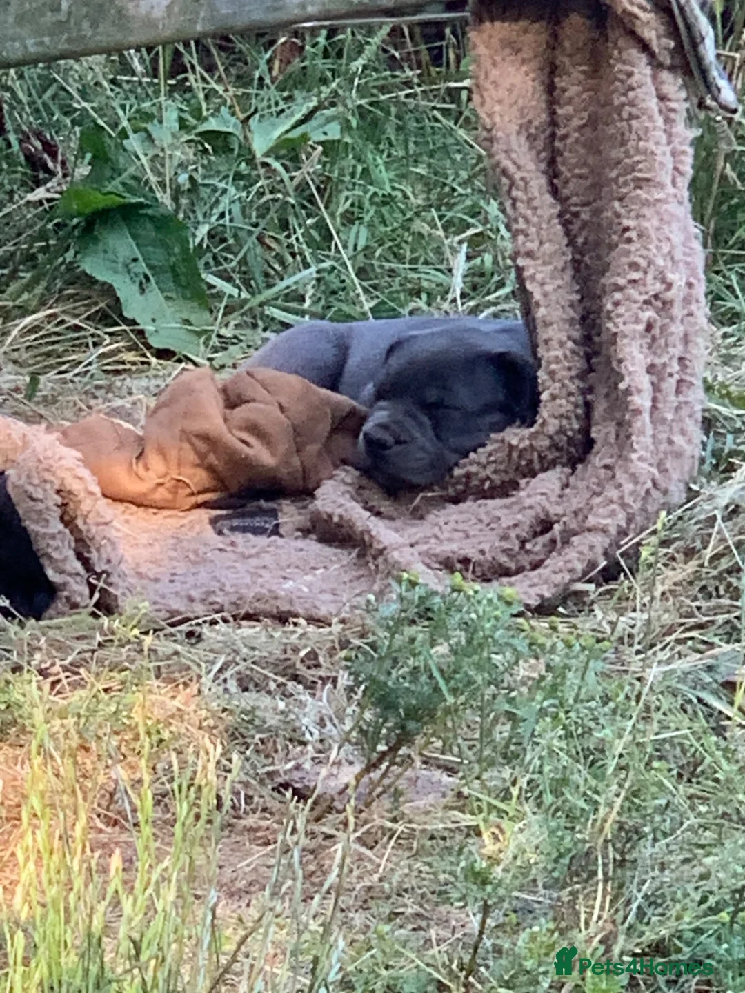 Mixed Breed dogs for sale: Frenchie’s x Staffies in Umberleigh - Advert 2