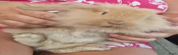Mini Lop rabbits for sale: Beautiful plush lops  - Advert 8