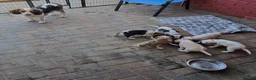 Beagle dogs for sale: Beagle  - Advert 17