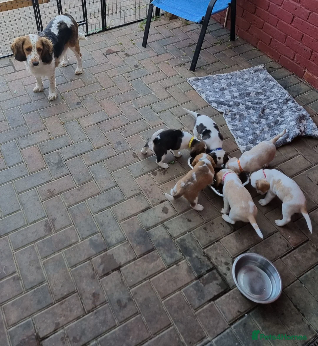 Beagle dogs for sale: Beagle  - Advert 17