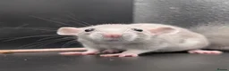 Rat rodents for sale: Baby Rats for homes in Durham - Advert 7