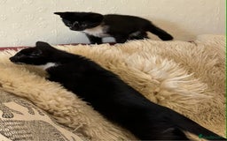 Mixed Breed cats for sale: Kittens  - Advert 7