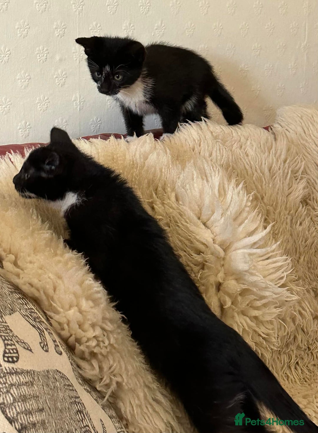 Mixed Breed cats for sale: Kittens  - Advert 7