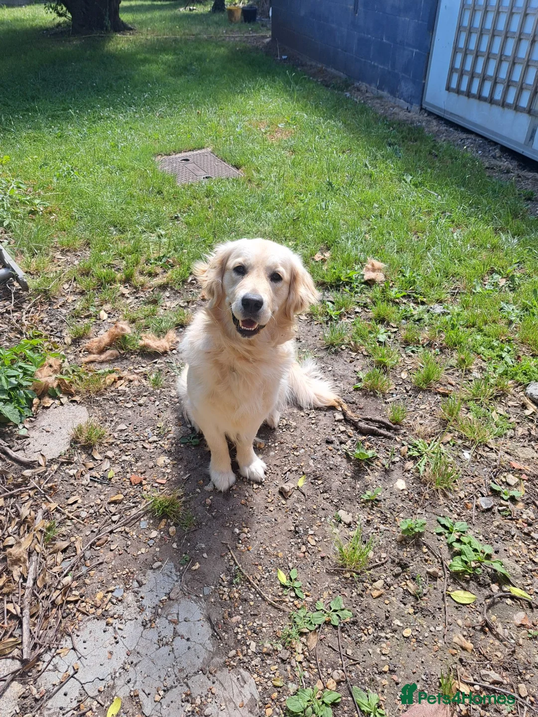Golden Retriever dogs for sale: Golden Retriever older male looking for home - Advert 2