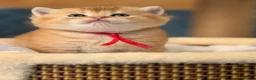 British Shorthair cats for sale: British sh Blue Golden kittens GCCF  - Advert 6