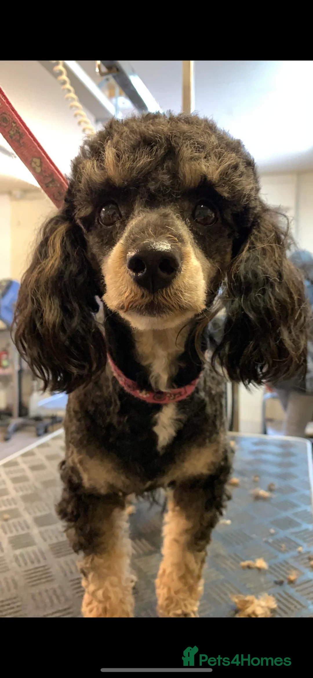 Cockapoo dogs for sale: Beautiful Health Tested Cockapoo Puppies - Advert 23