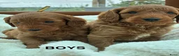 Cockapoo dogs for sale: F1b Cockapoo Puppies  - Advert 7