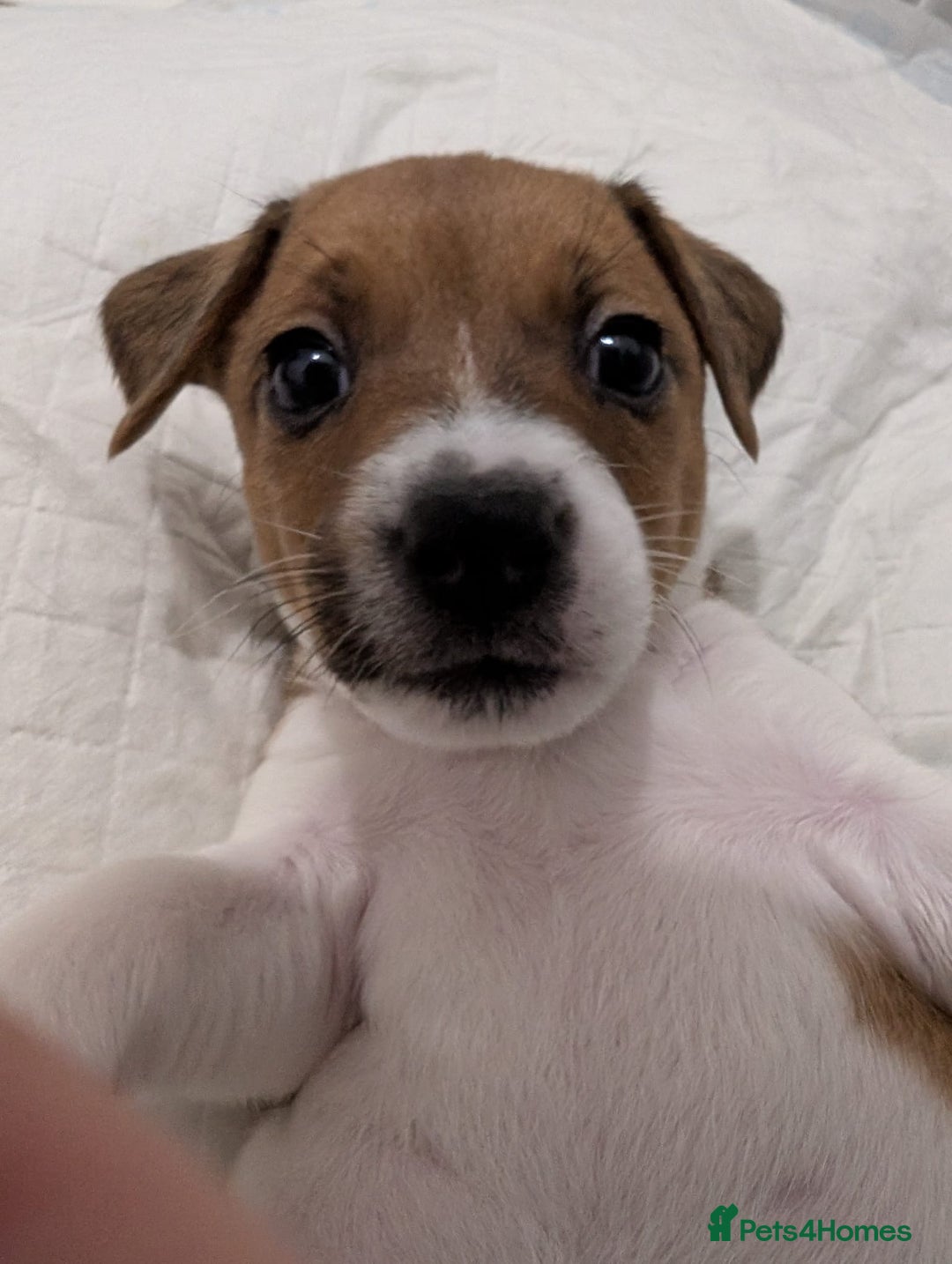 Jack Russell dogs for sale: 🐶 Jack Russell Puppies  – 2 Females 🐶 - Image 23