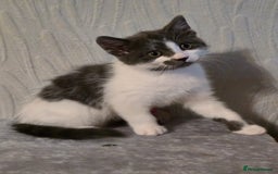 Mixed Breed cats for sale: 4 adorable kittens — 2 boys girls and 2 girls. - Image 7