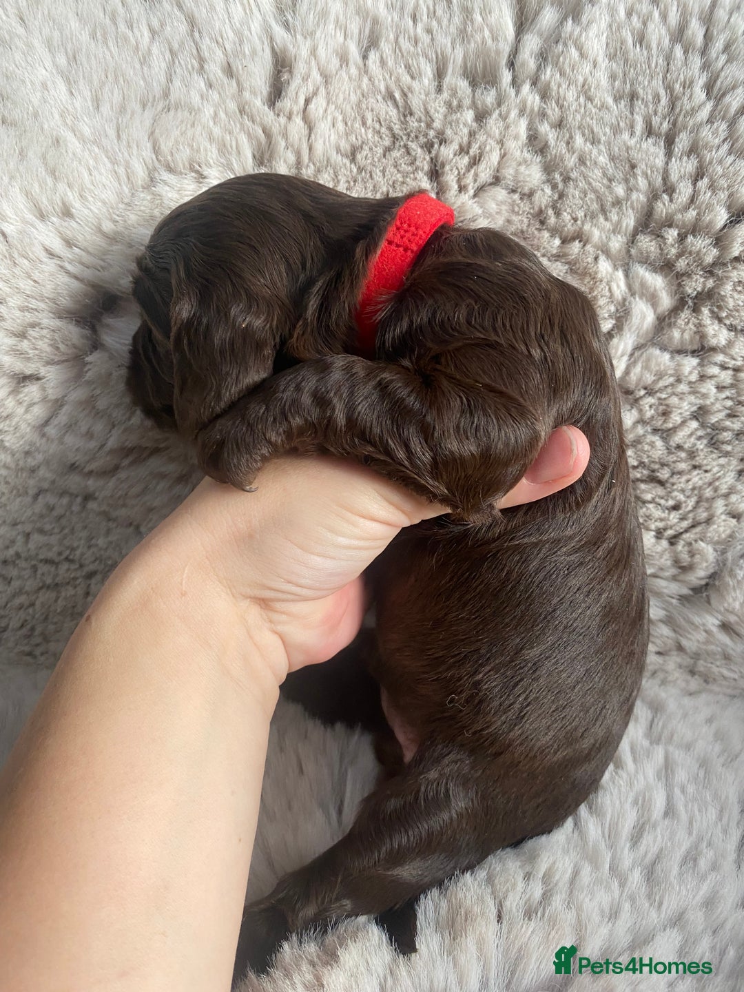 Sprocker dogs for sale: Sprocker puppies  - Advert 8