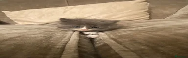 Ragdoll 1