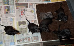 Mixed Breed dogs for sale: Bedlington Whippet puppies - Image 3