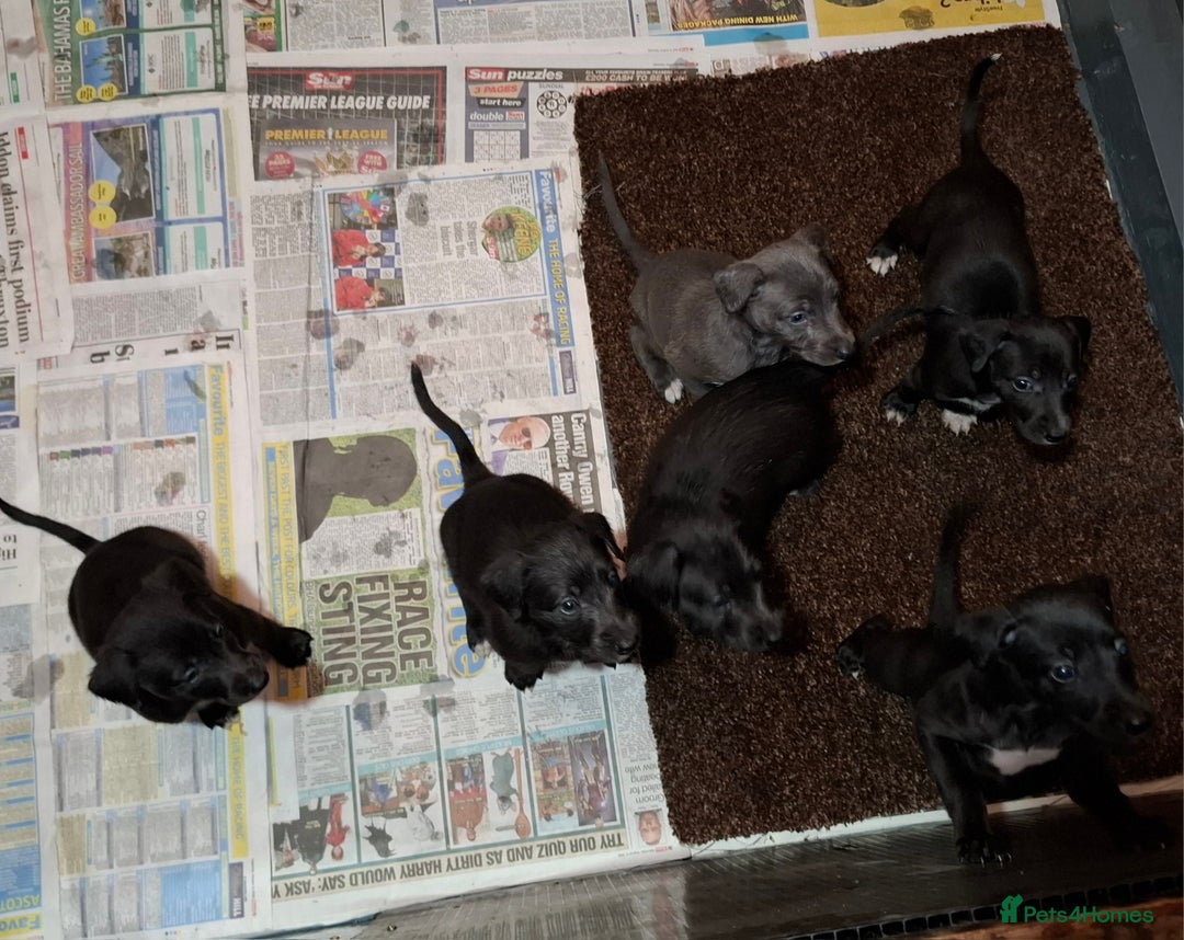Mixed Breed dogs for sale: Bedlington Whippet puppies - Image 3
