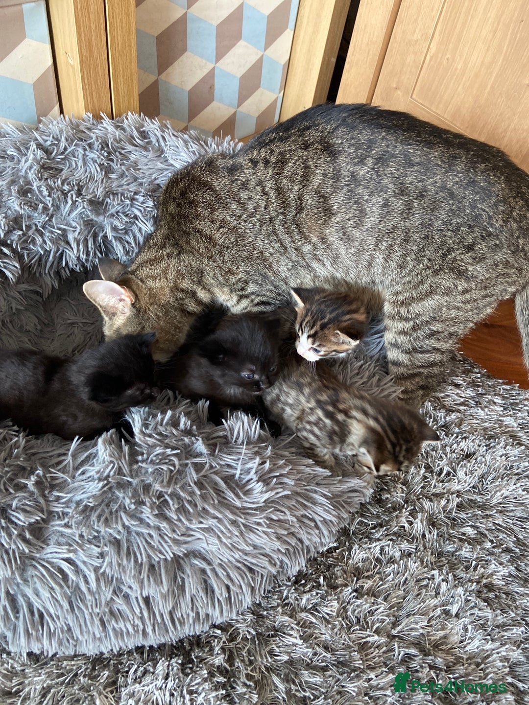 British Shorthair cats for sale: 3 Beautiful Kittens Left - Image 6