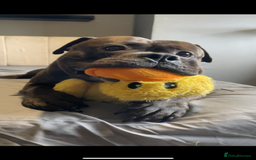 American Bully dogs for sale: Pocket Bully  - Image 5