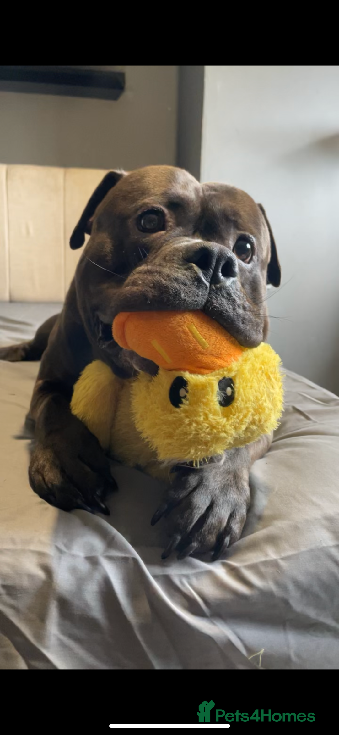 American Bully dogs for sale: Pocket Bully  - Image 5