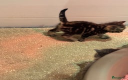 Mixed Breed cats for sale: 5 lovely kittens for sale  - Image 26