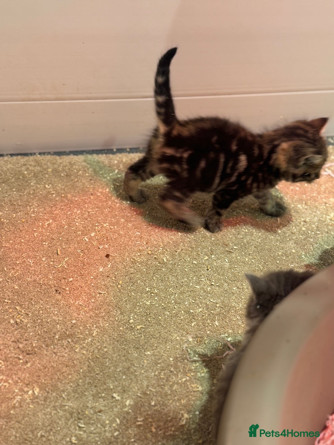 Mixed Breed cats for sale: 5 lovely kittens for sale  - Image 26