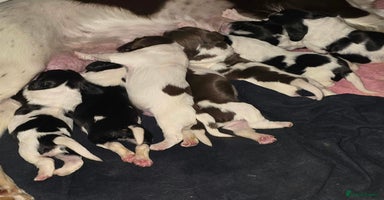 Sprocker dogs - Advert 3