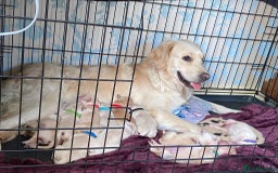 Golden Retriever dogs for sale: Golden Retriever pups - Image 9