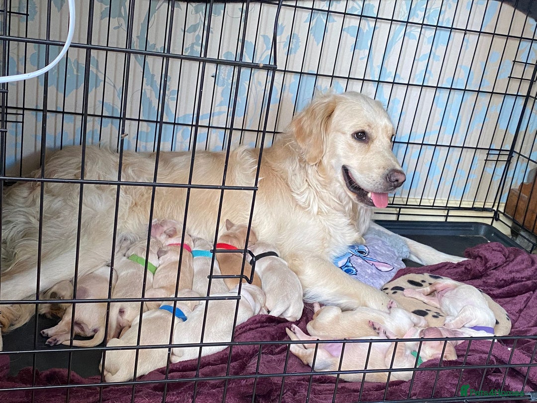 Golden Retriever dogs for sale: Golden Retriever pups - Image 9
