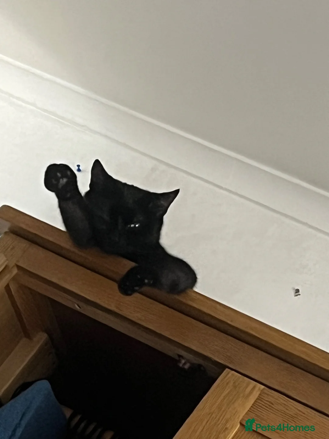 Mixed Breed cats for sale: 3 kittens in Stoke-on-Trent - Advert 13