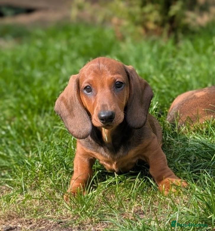 Dachshund dogs Champion Bloodline Standard Dachshund - Advert 2