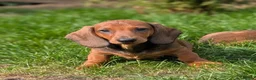 Dachshund dogs for sale: Champion Bloodline Standard Dachshund - Advert 21