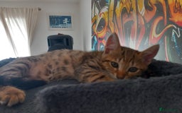 Mixed Breed cats for sale: Kittens F5 savannah - Image 20