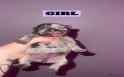 French Bulldog dogs for sale: 💞 Merle French Bulldog Puppies 💕💝  - Image 1
