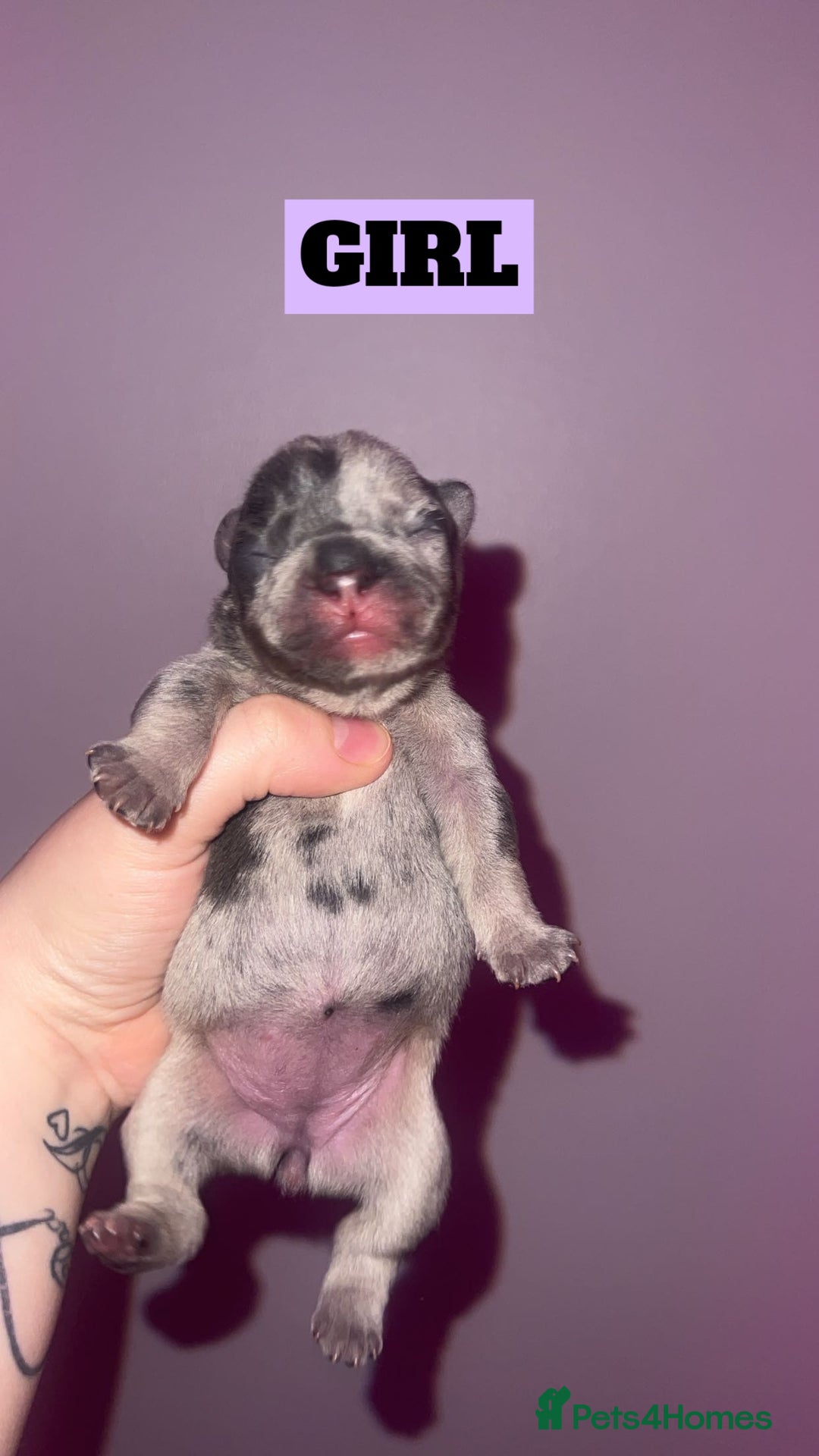 French Bulldog dogs for sale: 💞 Merle French Bulldog Puppies 💕💝  - Image 1