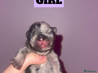 French Bulldog dogs - Advert 35