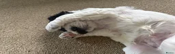 Mixed Breed dogs for sale: Beautiful Cockerpoo puppies for sale in Shefford - Advert 10