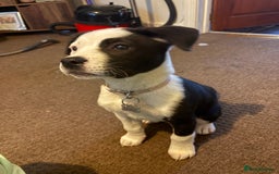 Mixed Breed dogs for sale: Puppy Akita cross American bulldog - Image 2
