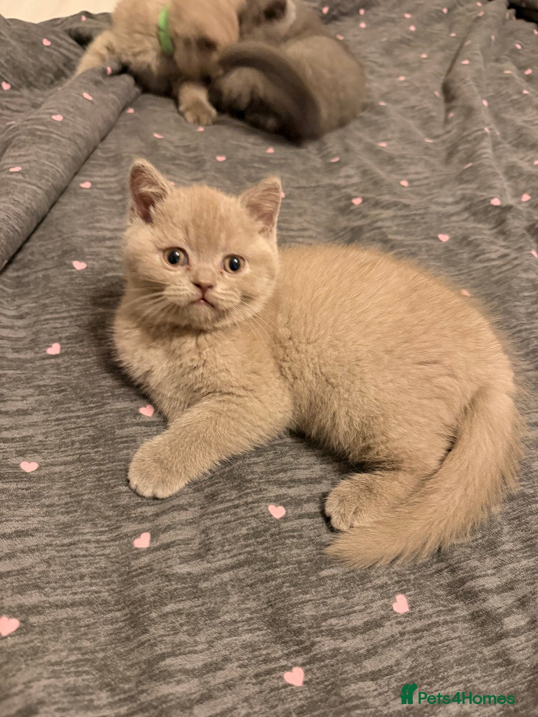 British Shorthair cats for sale: Wonderful, fluffy kittens - Advert 10