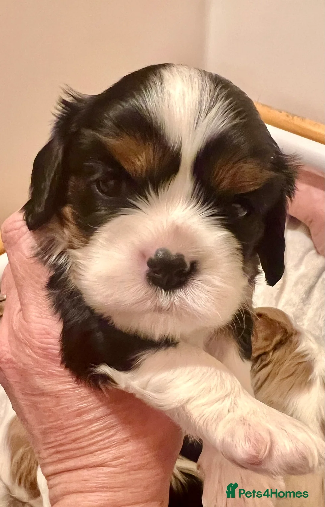 Cavalier King Charles Spaniel dogs for sale: Clearviews Classic Cavalier King Charles Spaniels - Advert 1