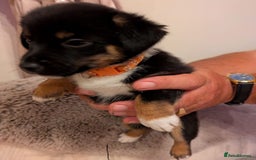 Jack Russell dogs for sale: Jack Russell puppies - Image 6