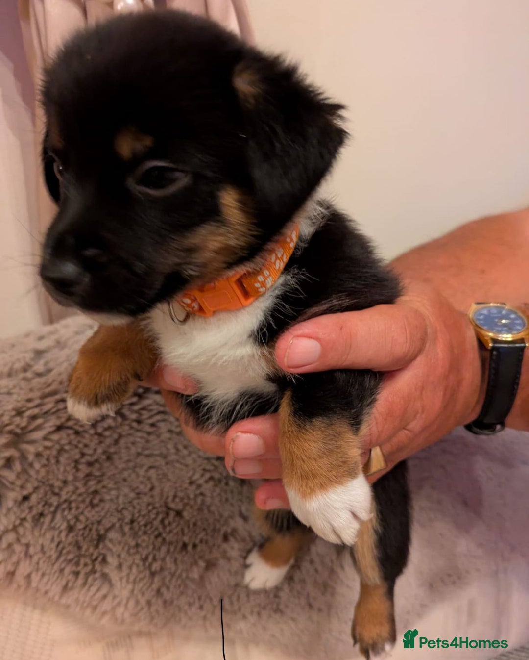 Jack Russell dogs for sale: Jack Russell puppies - Image 6