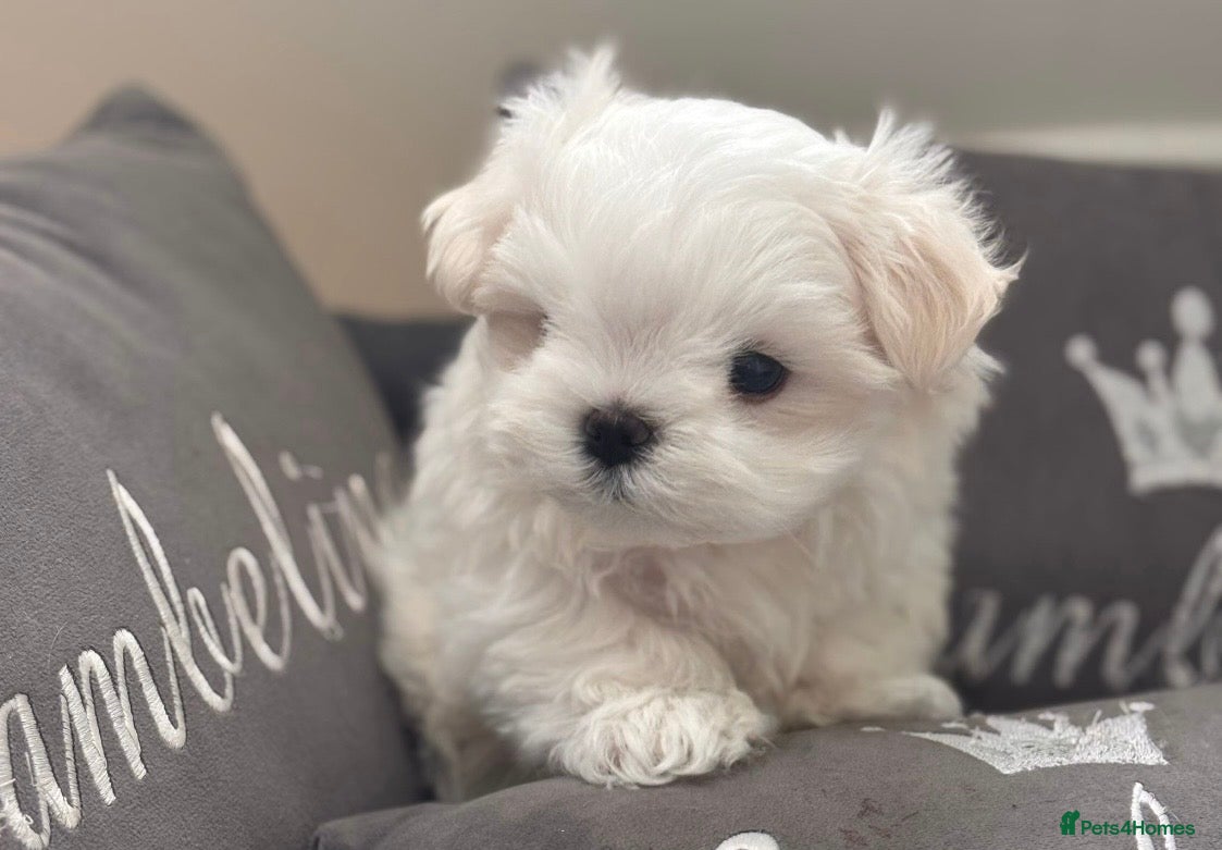 Maltese dogs Bambelina Full Korean Bloodline Maltese - Advert 3