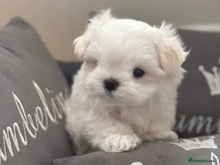 Maltese dogs Bambelina Full Korean Bloodline Maltese - Advert 3