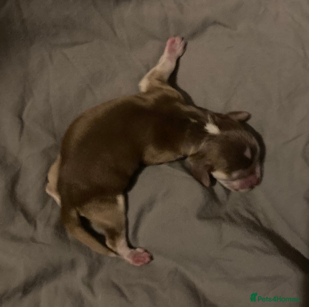 Cocker Spaniel dogs for sale: ‘Show Type’ Cocker Spaniel Puppies. KC Registered. - Image 16