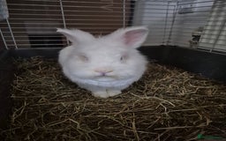 Lionhead rabbits for sale: Lionhead bunny  - Image 3