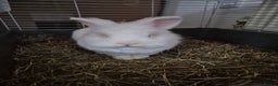 Lionhead rabbits for sale: Lionhead bunny  - Advert 3