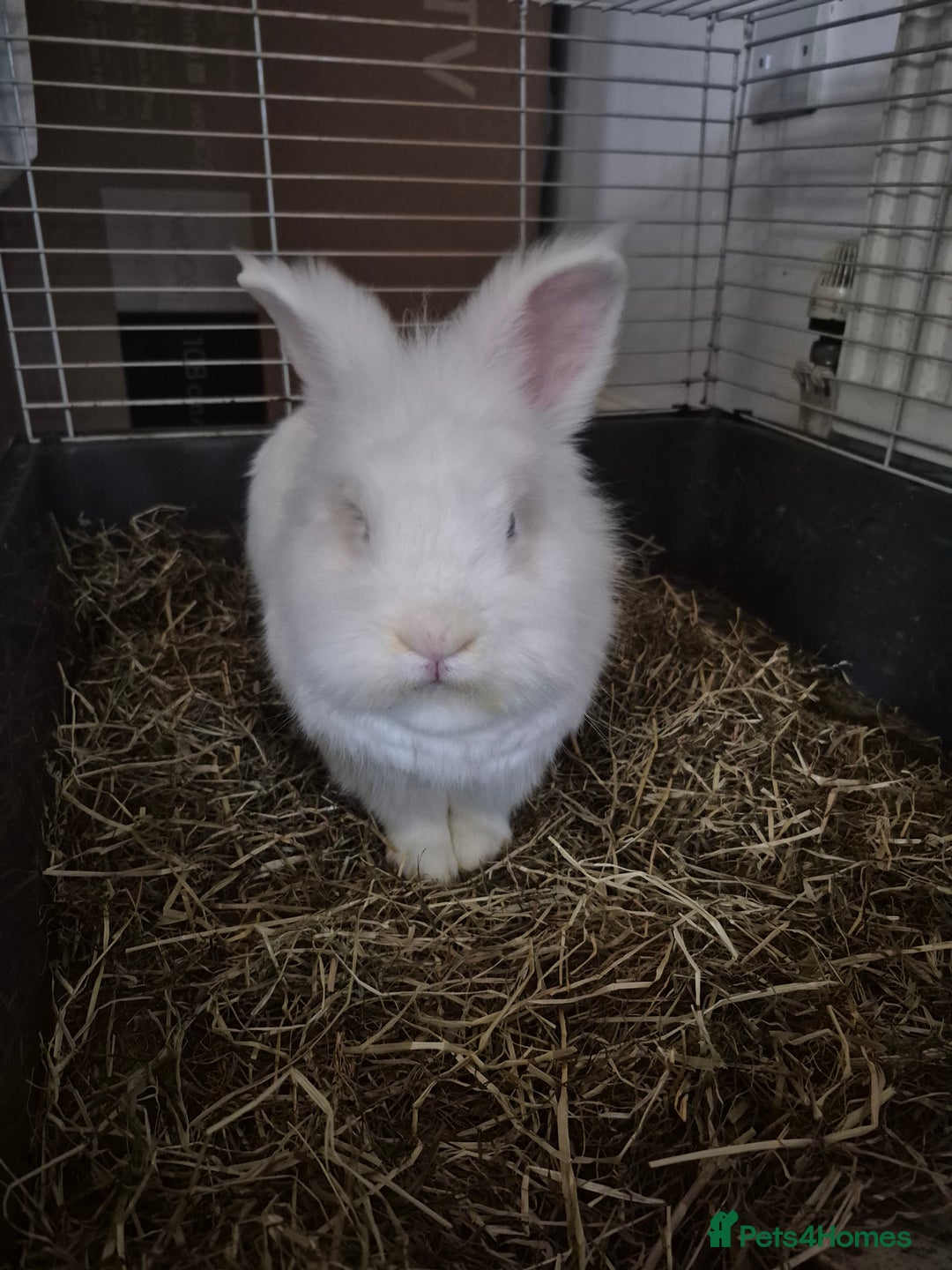 Lionhead rabbits for sale: Lionhead bunny  - Image 3