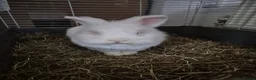 Lionhead rabbits for sale: Lionhead bunny  - Advert 3